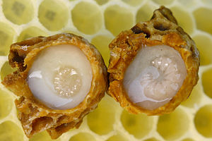 Bee product royal jelly